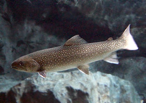 ニッコウイワナ 2